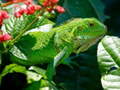 Mchezo Wild Iguana