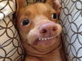 Mchezo What meme dog are you ?