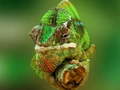 Mchezo Chameleon Jigsaw