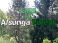 Mchezo Return To Alsunga Forest