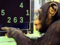 Mchezo Memory Chimp