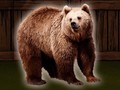 Mchezo Save The Grizzly Bear