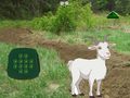 Mchezo Goat Find The Child