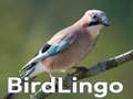 Mchezo BirdLingo