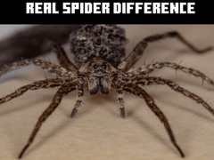 Mchezo Real Spider Difference