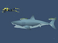 Mchezo Mad Shark